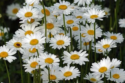 Leucanthemum vulgare | Нивя́ник обыкнове́нный, или Попо́вник… | Flickr