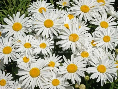 Нивяник наибольший (Leucanthemum maximum) - Нивяник наибольший -  Многолетники - Каталог - 