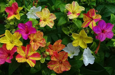 Мирабилис ялапа, или ночная красавица - «Яркие цветки Ночной красавицы  радуют вечером своим обильным цветением и приятным ароматом » | отзывы