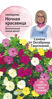 Мирабилис / ночная красавица: размножение, уход, особенности и сорта