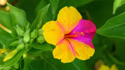 Мирабилис слабительная, ночная красавица (Mirabilis jalapa)