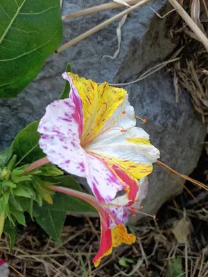 Мирабилис ялапа, или ночная красавица - «Ночная красавица, или Мирабилис  удивительный цветок, изысканный аромат, нежнейшие яркие цветы. Как  вырастить этого тропического гостя? Самый простой способ выращивания, мой  многолетний опыт.» | отзывы