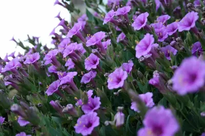 Цветок "Ночная красавица": фото, выращивание из семян, посадка и уход