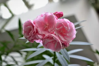 Олеандр махровый розовый – Садовод Крым