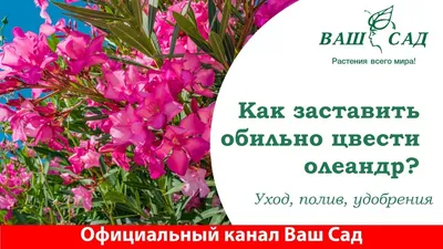 Олеандр: уход в домашних условиях, выращивание из семян