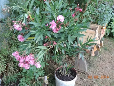Олеандр обыкновенный, Nerium oleander (Ø 14 см, h 45 см) - Садовый центр  Земля Х
