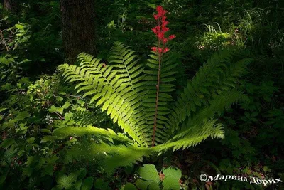 Цветок папоротника / Fern flower | Цветок папоротника, Трава, Цветок