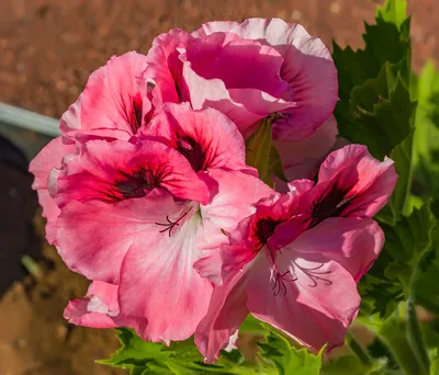 Пеларгония плющелистная (Герань) (Pelargonium peltatum) в кашпо — Рассада  цветов и овощей.