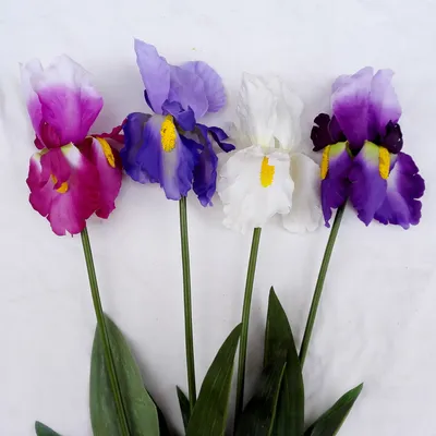 Цветок Iris с иллюстрацией вектора полного цвета стебель и листья бад.  Пурпурная ирис завод сад. Иллюстрация вектора - иллюстрации насчитывающей  флора, вполне: 188217999