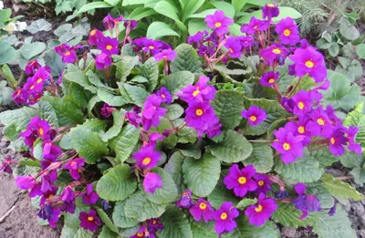 Примула Юлии малиновая (Primula juliae)