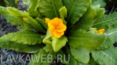 Примула обыкновенная / бесстебельная (Primula vulgaris, acaulis) - «Цветок  детства + много фото» | отзывы