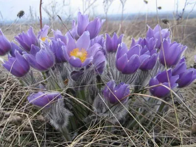 Прострел - Pulsatilla. Флора Ульяновской области.