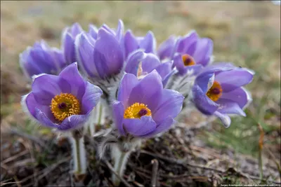 Прострел, сон-трава (Pulsatilla)