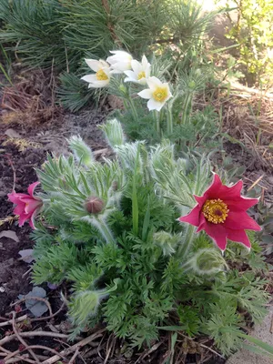 Цветок Прострел Pulsatilla высокая …» — создано в Шедевруме