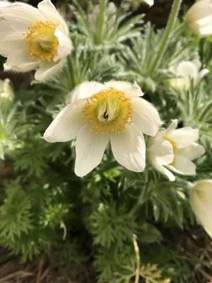 Прострел (сон-трава) Обыкновенный Рождество (Pulsatilla vulgaris)