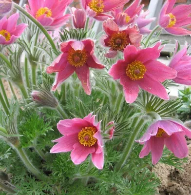 Прострел обыкновенный красный (Сон-трава). (Pulsatilla vulgaris 'Rode  Klokke') 3-летнее растение купить в интернет-магазине ЦВІТСАД с доставкой  по Украине