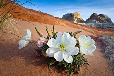 Цветок пустыни 