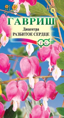 Дицентра (Разбитое сердце) — купить в Красноярске. Садовые цветы на  интернет-аукционе 