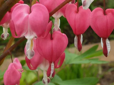 Дицентра Dicentra Разбитое Сердца - Бесплатное фото на Pixabay - Pixabay