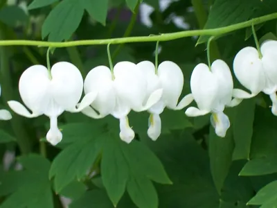 🌱 Дицентра (разбитое сердце) великолепная Valentine по цене от 1200 руб:  саженцы, рассада - купить в Москве с доставкой - интернет-магазин Все Сорта