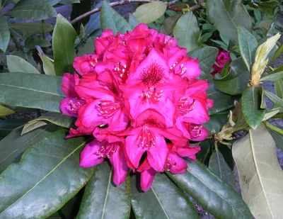 Цветок рододендрон 
