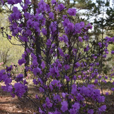 Рододендрон Розеум Элеганс (Roseum Elegans) ᐉ купить с доставкой почтой по  Украине в питомнике Биосад