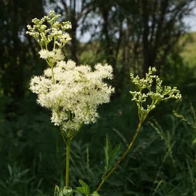 Таволга ( Filipendula ) или Лабазник , Белоголовник . Взрослое растение -  большой куст. зкс. — купить в Красноярске. Пряные и лекарственные травы на  интернет-аукционе 