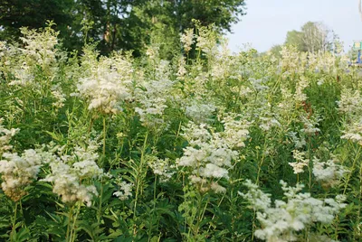 Лабазник (таволга) красный Венуста / Filipendula rubra Venusta |  Декоративные растения и кустарники , каталог саженцев "Вострасад"