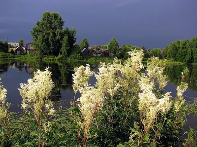 Впечатления детства. Таволга, васильки, грибы