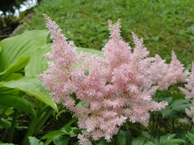 Таволга вязолистая (Filipendula ulmaria)