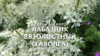 🌱 Лабазник (Таволга) красный Venusta Magnifica по цене от 450 руб:  саженцы, рассада - купить в Москве с доставкой - интернет-магазин Все Сорта