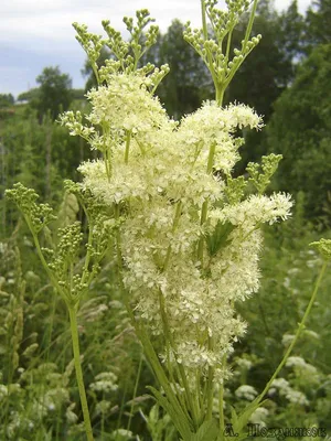 📷 Таволга вязолистная, Filipendula ulmaria (L.) Maxim. Фото 2