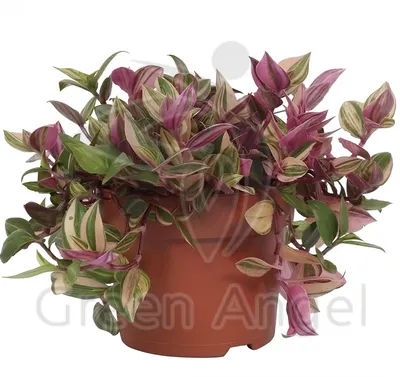 Tradescantia Nanouk (Традесканция Нанук); Ø 12 см