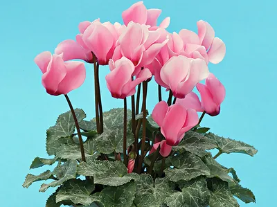 Цикламен - Cyclamen. Уход за Цикламеном. Фото