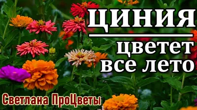 Циния Георгиноцветная смесь