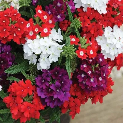 50 SCARLET VERBENA Red Nana Compacta Fragrant Flower Seeds *Combined  Shipping | eBay