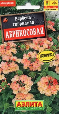 Вербена Абрикосовая 10шт, семена | Купить в интернет магазине Аэлита