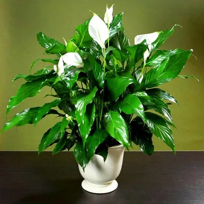 Спатифиллум (лат. Spathiphyllum), d 14 | Flowers Valley