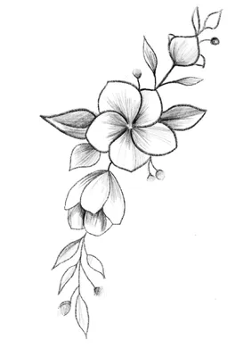 Цветы для срисовки в цвете (27 шт)