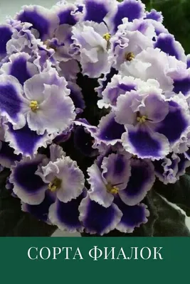 Сенполия (Узамбарская фиалка) / Saintpaulia - «Комнатные цветы: Фиалка.  Неприхотливый и цветущий малыш.Спасение цветка.» | отзывы
