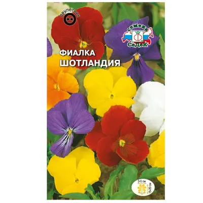 Фиалка: нежное и красивое растение для украшения сада» — создано в Шедевруме