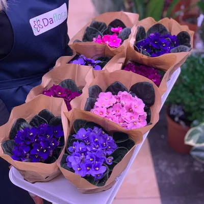 Фиалка в горшке — купить комнатные цветы в Ярославле | Интернет-магазин  Флоренция