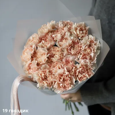 Гвоздики купить с доставкой в Новороссийске в интернет магазине цветов Роз  Новоросс