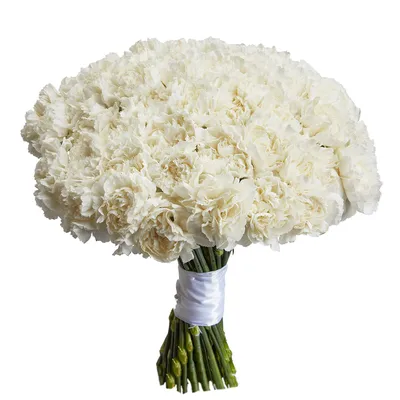 Гвоздика белая в Пензе - Купить с доставкой от 100 руб. | Интернет-магазин  «Люблю цветы»
