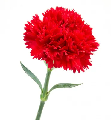 Головы цветов Гвоздики Красные, диаметр 7 см (ID#1571326341), цена:  ₴,  купить на 