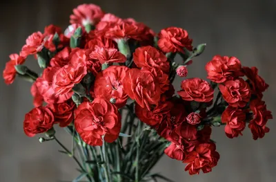 Букет из красных гвоздик - заказать доставку цветов в Москве от Leto Flowers
