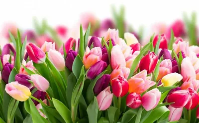 В преддверии 8 Марта цветы из Тульской области будут продавать в Москве -  Новости Тулы и области - 