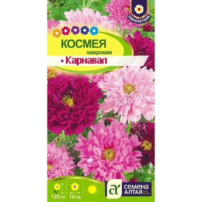 Космея дваждыперистая "Пурпурное облачко", семена цветов купить по цене 77  ₽ в интернет-магазине KazanExpress