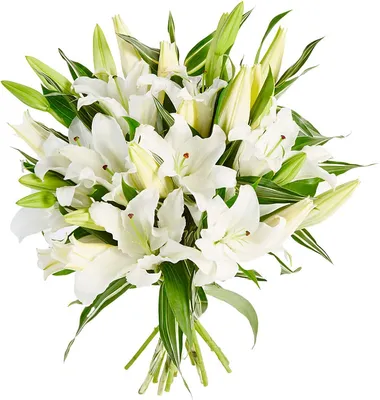 цветы лилии минимализм | White lily flower, Flower aesthetic, Flower  arrangements