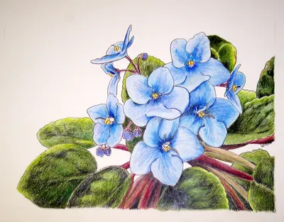 Нарисованный цветок карандашом - 63 фото